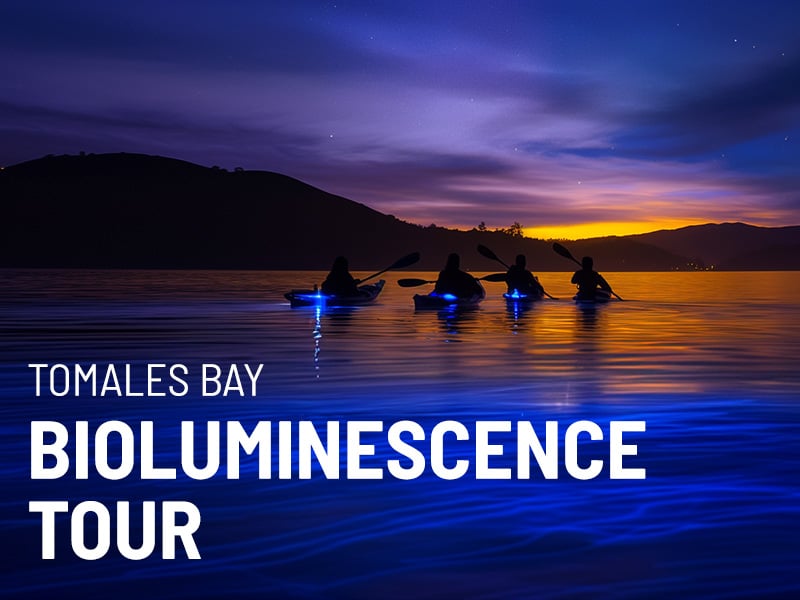 test-bioluminescence-tile