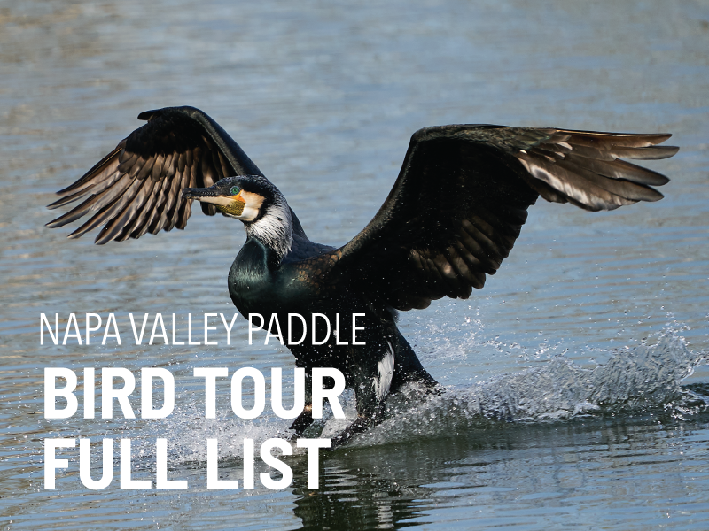 NVP-TOURS-bird-tours