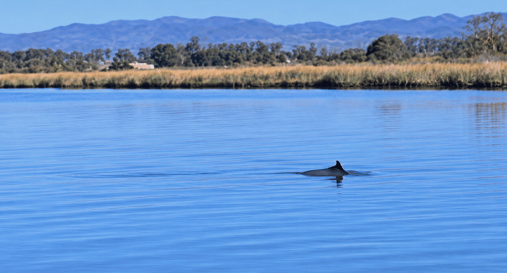 Porpoise sighting on October 1, 2026 in Napa