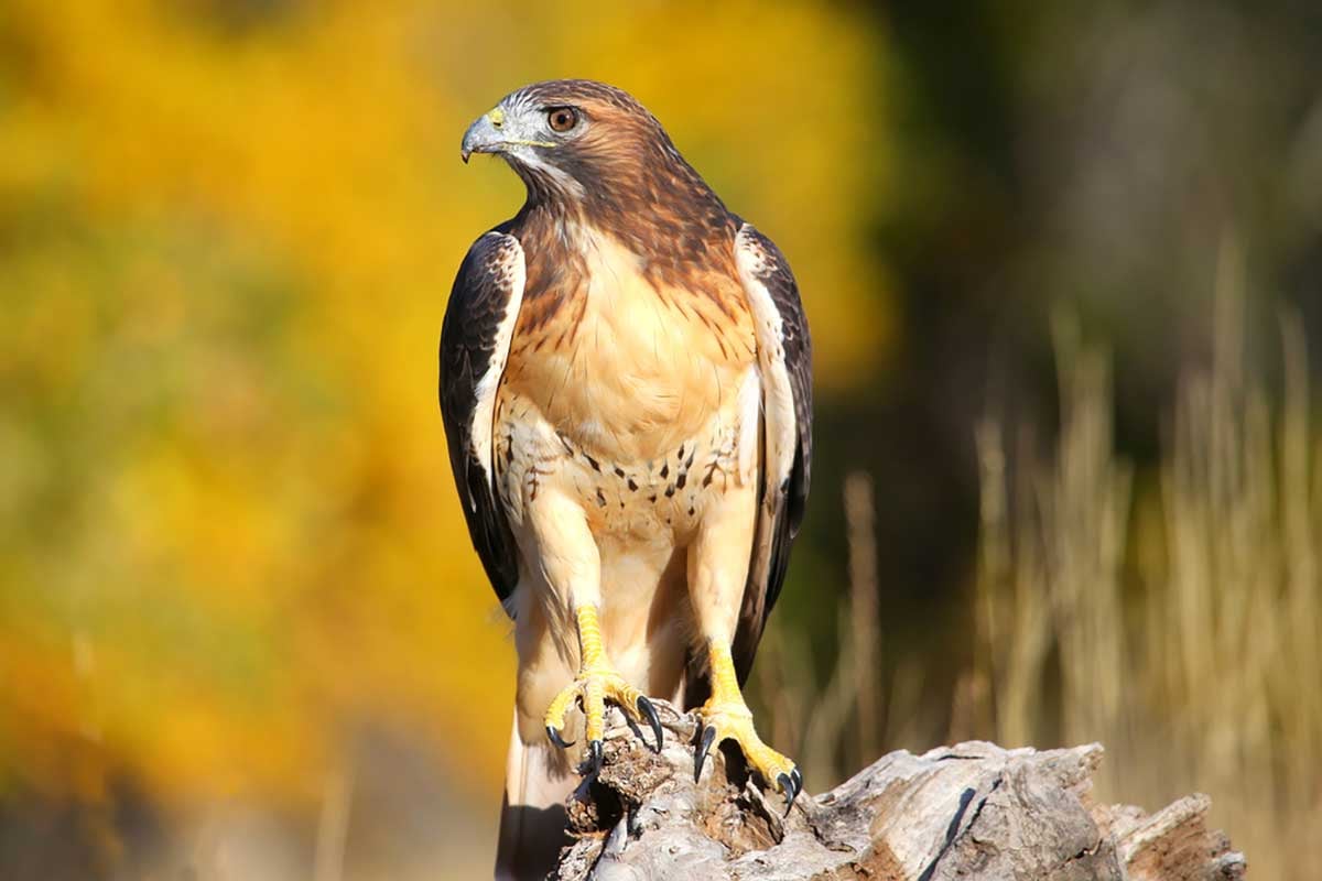 Nature & Wildlife on the Napa River in California