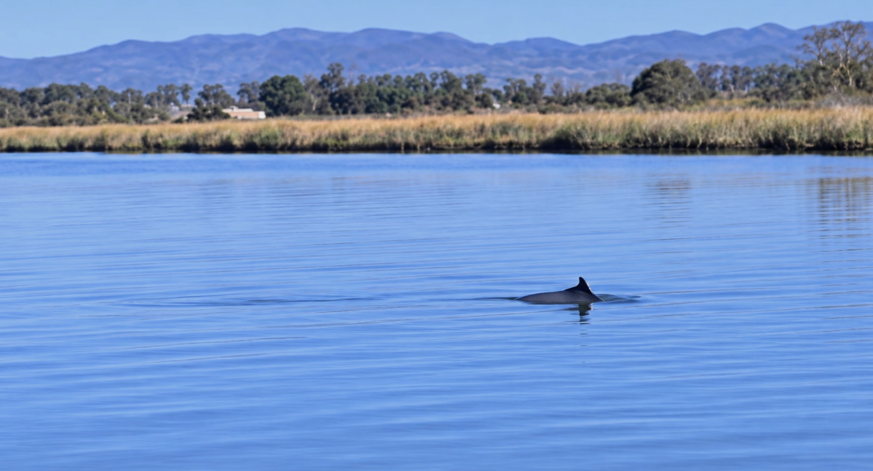Porpoise sighting on October 1, 2026 in Napa
