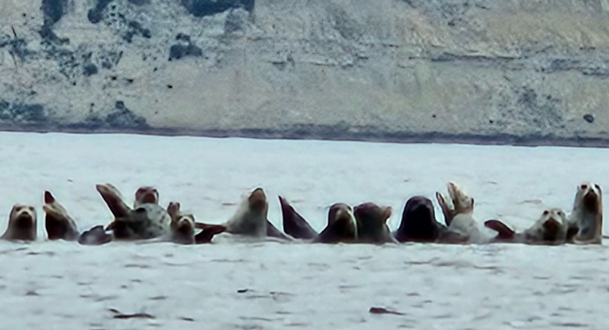 Seals as seen from a kayak in Drakes Estero