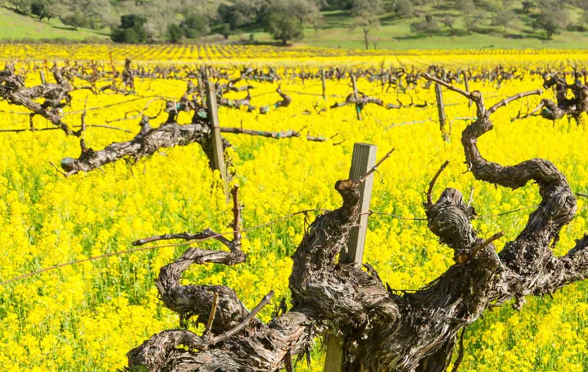 b2-best-things-to-do-in-Napa-Spring