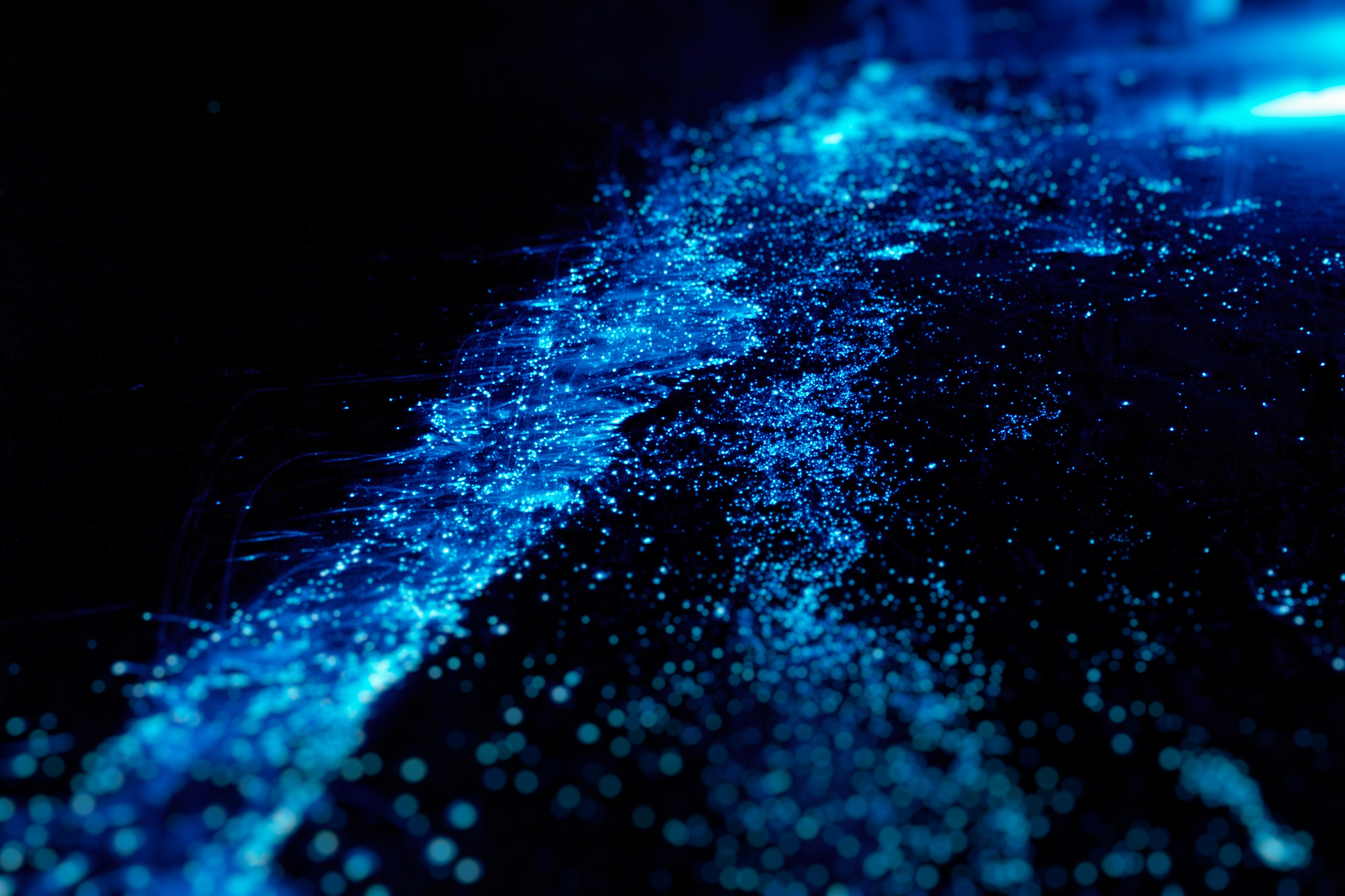 Bioluminescence Tour in Tomales Bay